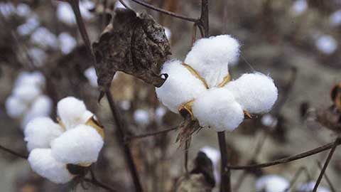 The History Of Sea Island Cotton