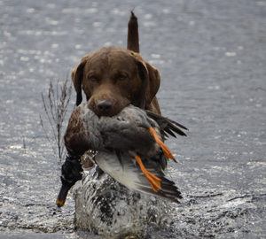 Hunting in Lowcountry chocolate lab hunting dog
