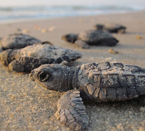 loggerhead turtles are South Carolina's State Reptile baby loggerheads going out to see