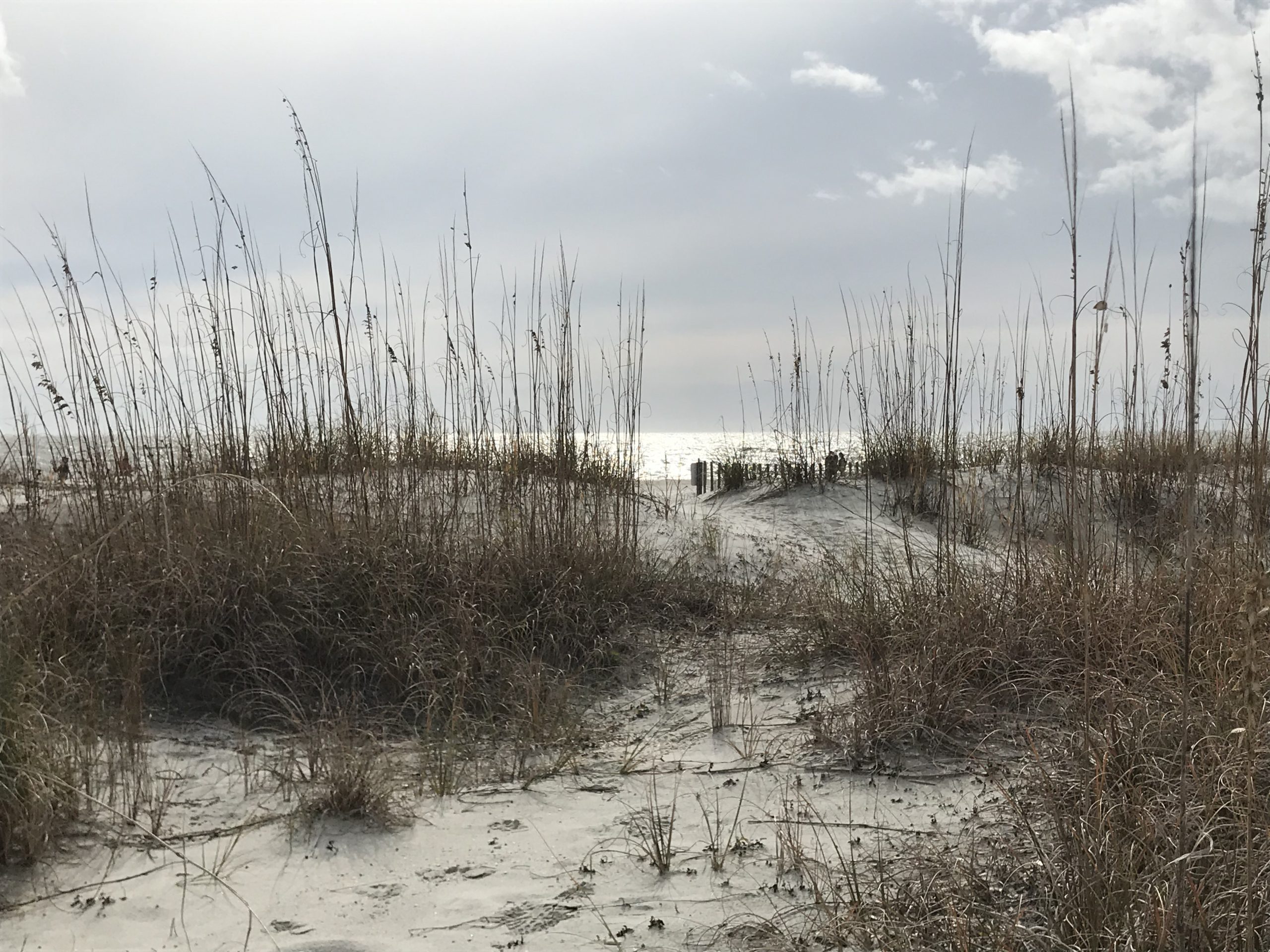The importance of sand dunes patch to beach