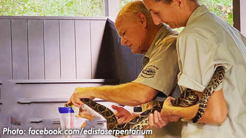 The Edisto Island Serpentarium extaracting venom from a snake