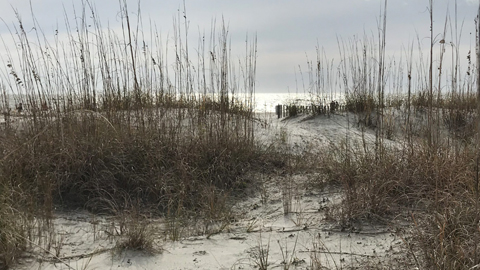 sand dunes path to beach