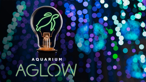aquarium aglow turtle in neon
