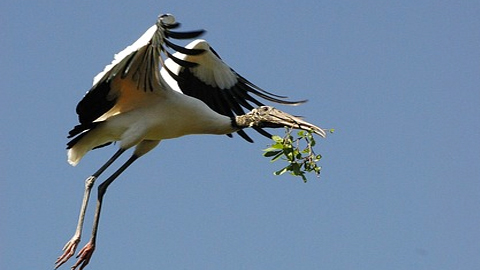Wood Storks Set Records. Large white bird with black tips on wings flying