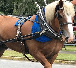Horse & Carriage Tours of Beaufort. a horse