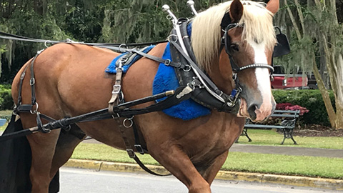 Horse & Carriage Tours of Beaufort. a horse
