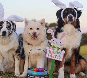 easter events 2024. Dogs with bunny ears