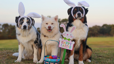 easter events 2024. Dogs with bunny ears