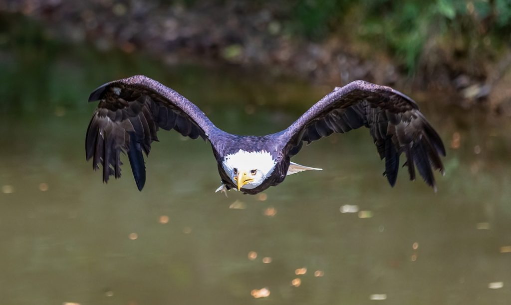 Bald Eagles Are at Home in Beaufort