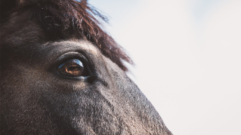 Wild Marsh Ponies Get New Home. A horse's face and eye