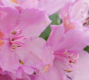 Beaufort's Spring Blooms. a close up of an azalea