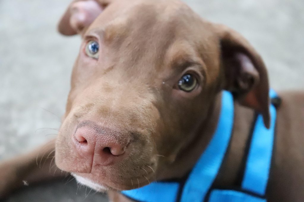 Beaufort County Animal Services. an adorable pit bull puppy with blue harness.