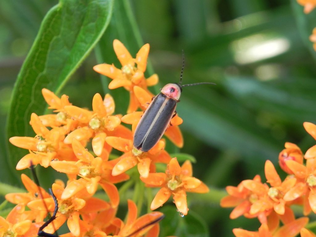 South Carolina’s Summer Lights: The Magic of Fireflies