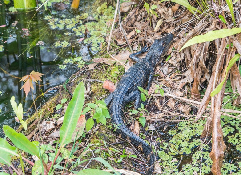 How Spring Welcomes Baby Animals in Beaufort